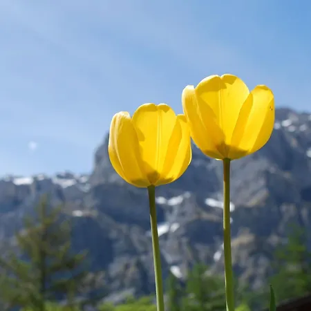 Haus Flaminia By Interhome Apartment *