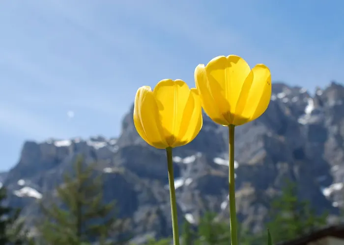 Haus Flaminia By Interhome Apartment *